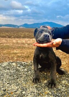 Šteniatka Cane Corso - 3