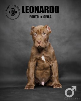 Bandog - 3