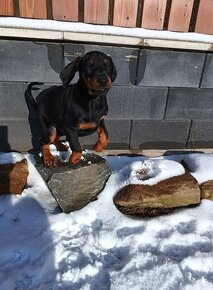 DOBERMAN štěňata s PP (CZ) čierne sučky - 3