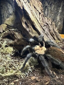 Predám pavúka Brachypelma albiceps aj s výbavou - 3