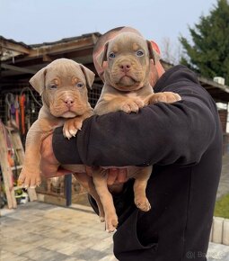 American bully xl, pitbull xxl k odberu v januari - 3