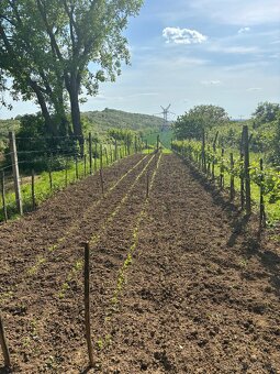 Predaj, Podlužany, Viničný domček s vinohradom - 3