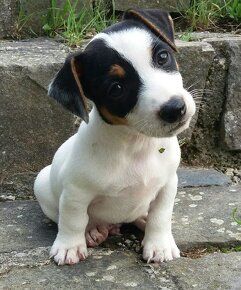 Jack russell teriér - 3