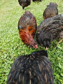 Kohút araucana divokosfarbená. - 3