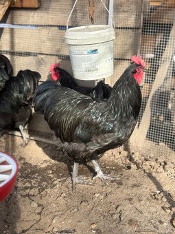 Australorp kohúty liahnuté 3/24 - 3