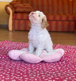 LAGOTTO ROMAGNOLO STENIATKO s PP - 3