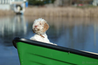 LAGOTTO ROMAGNOLO STENIATKO s PP - 3