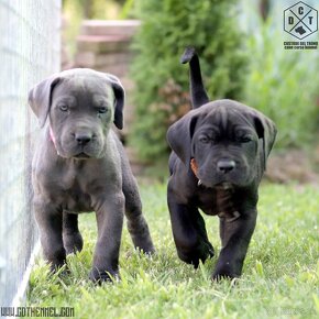 Cane corso steniatka s PP - 3