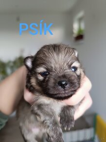 Pomeranian - 3