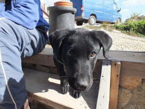 Labradorsky retriever - na krytie - 3