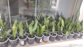 Svokrin Jazyk ( Sansevieria Želania) - 3