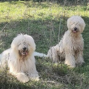 KOMONDOR ŠTENIATKA - 3