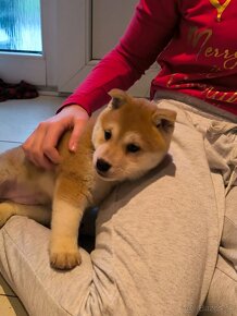 Shiba inu fenka - 3