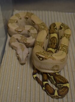 Boa Constrictor- Velhad Královsky - 3