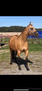 Qh Buckskin kobyla - 3