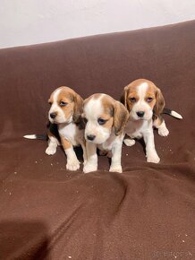 BEAGLE, BIGL, BIGEL - 3