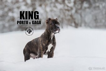 BANDOG - 3