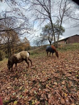 Praca na rodinnej farme pri konoch - 3