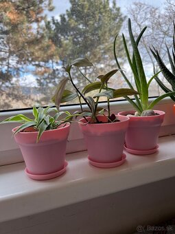 Aloe Vera, zelenec, tradescantia - 3