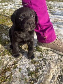 Labradorský retríver - šteniatka, Labrador šteniatka - 3