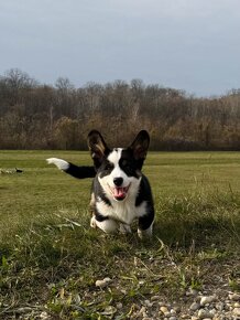 Welsh corgi cardigan - 3