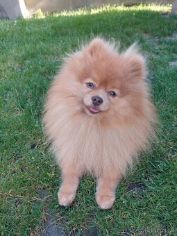 Pomeranian psik - 3