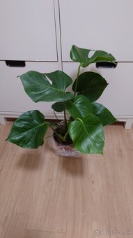 Monstera deliciosa, nová 60 cm výška - 3