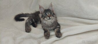 Mainska myvalia Mainne coon Mco - 3