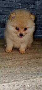 Nemecký špic/typ pomeranian - 3