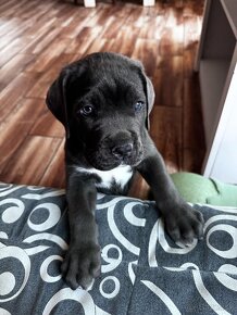 Predám Cane Corso šteniatko - 3