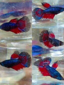 Betta Splendens - Bojovnica Pestrá. - 3