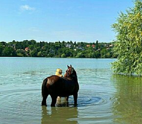 Slovenský športový pony s PP - 3