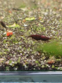 Krevetky neocaridina red onyx - 3