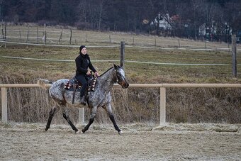 Nádherná kobyla Appaloosa - 3