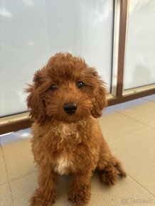 Cavapoo - 3