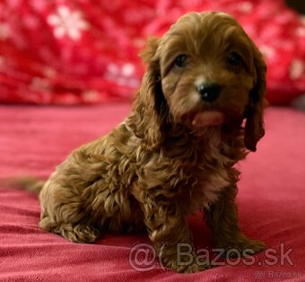 Cavapoo - 3