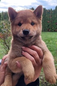 Shiba Inu - 3