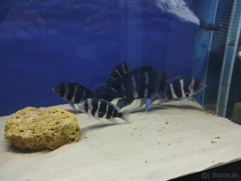 Cyphotilapia Frontoza Burundi - 3