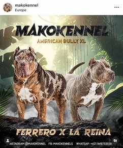 American bully xl xxl - 3