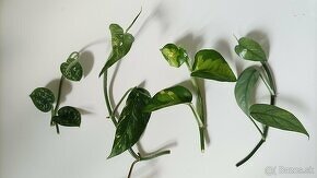 Epipremnum pinnatum ‘ Cebu blue ’ - Potosovec - Pothos - 3