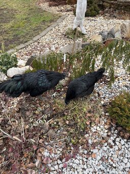 Kohút Ayam cemani PREDAJ/VÝMENA - 3