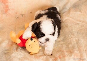 Rozkošné šteniatko Shih Tzu hľadá milujúci domov - 3