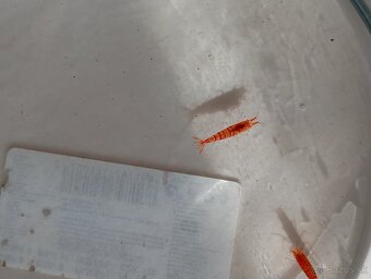 Caridina Red Tiger. - 3