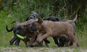 Cane Corso s PP (FCI) - 3