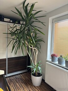 Juka 2,5m, (Yucca) rastliny do zimnej zahrady - 3