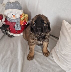 Leonberger- šteniatka s PP - 3