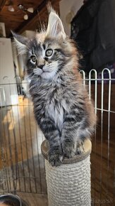 Mainská mývalia mačka / maine coon s rodokmeňom - 3