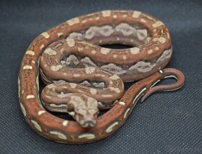 Boa Constrictor Imperator - Velhad Kràlovský - 3