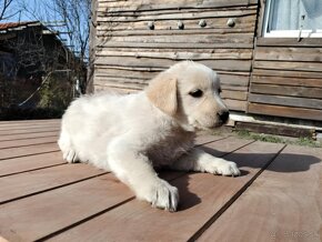 Darujem rozkošné šteniatka - mix špic / labrador - 3