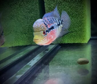 Flowerhorn samička SRD - 3